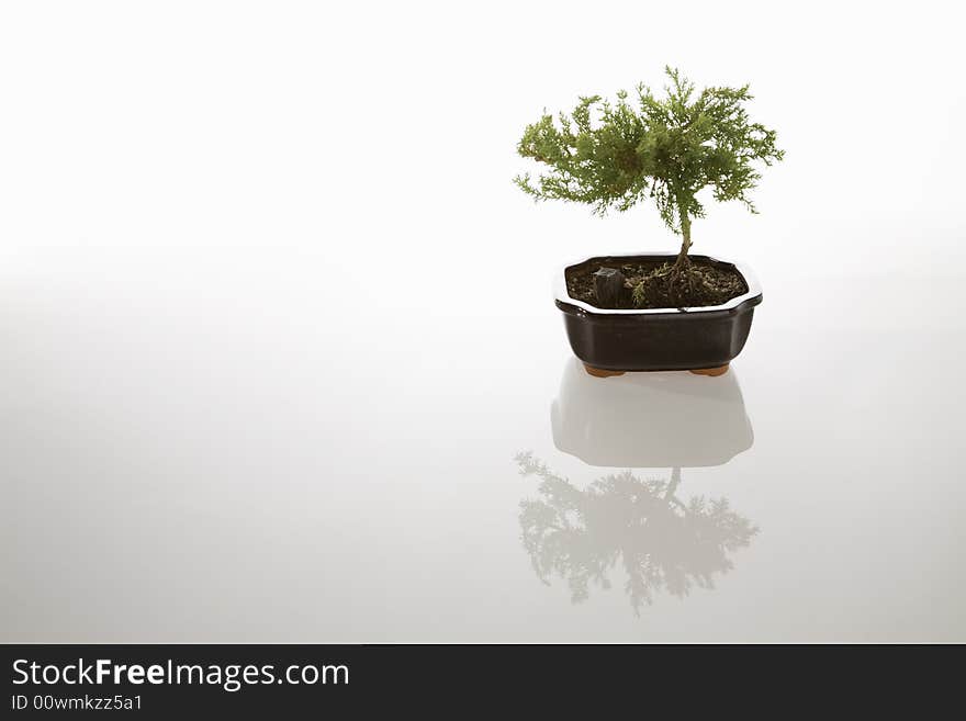 Small bonsai tree on white reflective background. Small bonsai tree on white reflective background