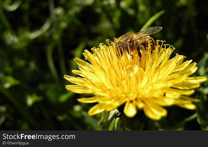 Dandelion