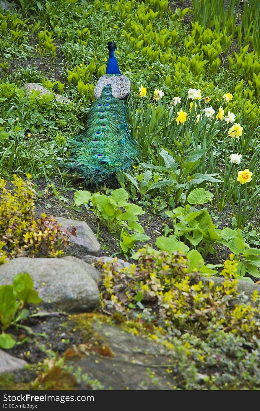 Peacock walks about park in Warsaw