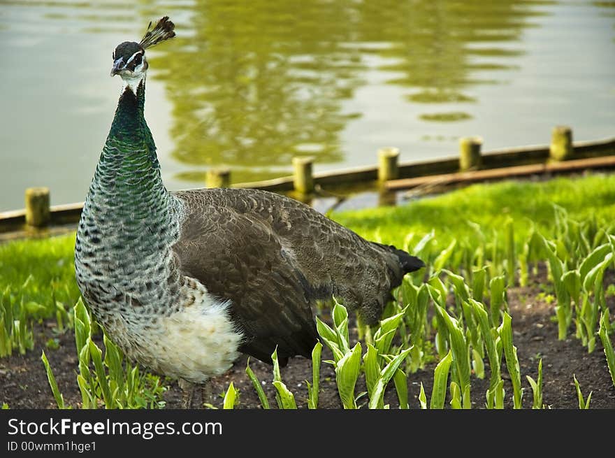 Peacock walks about park in Warsaw