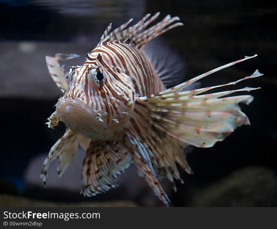 Close-up striped Tropical Fish Tank Shot