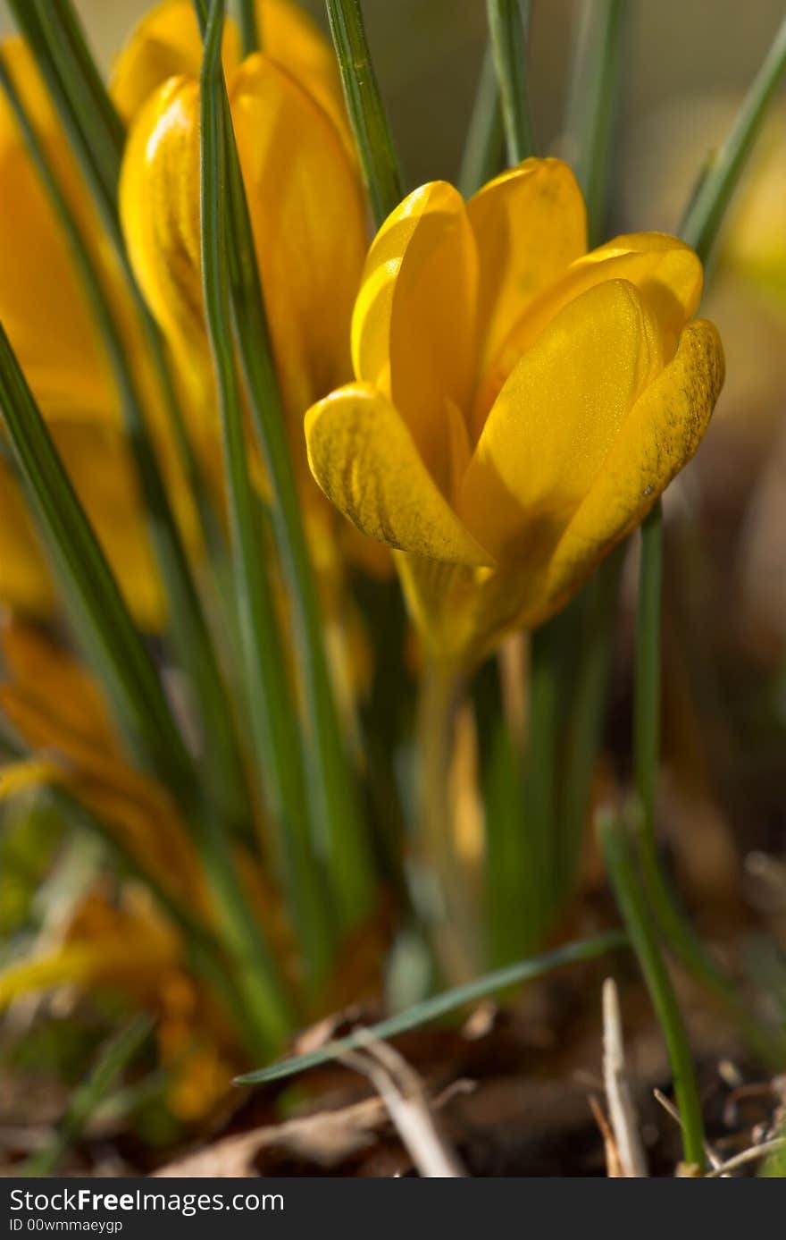 Yellow Crocus in the sunlight