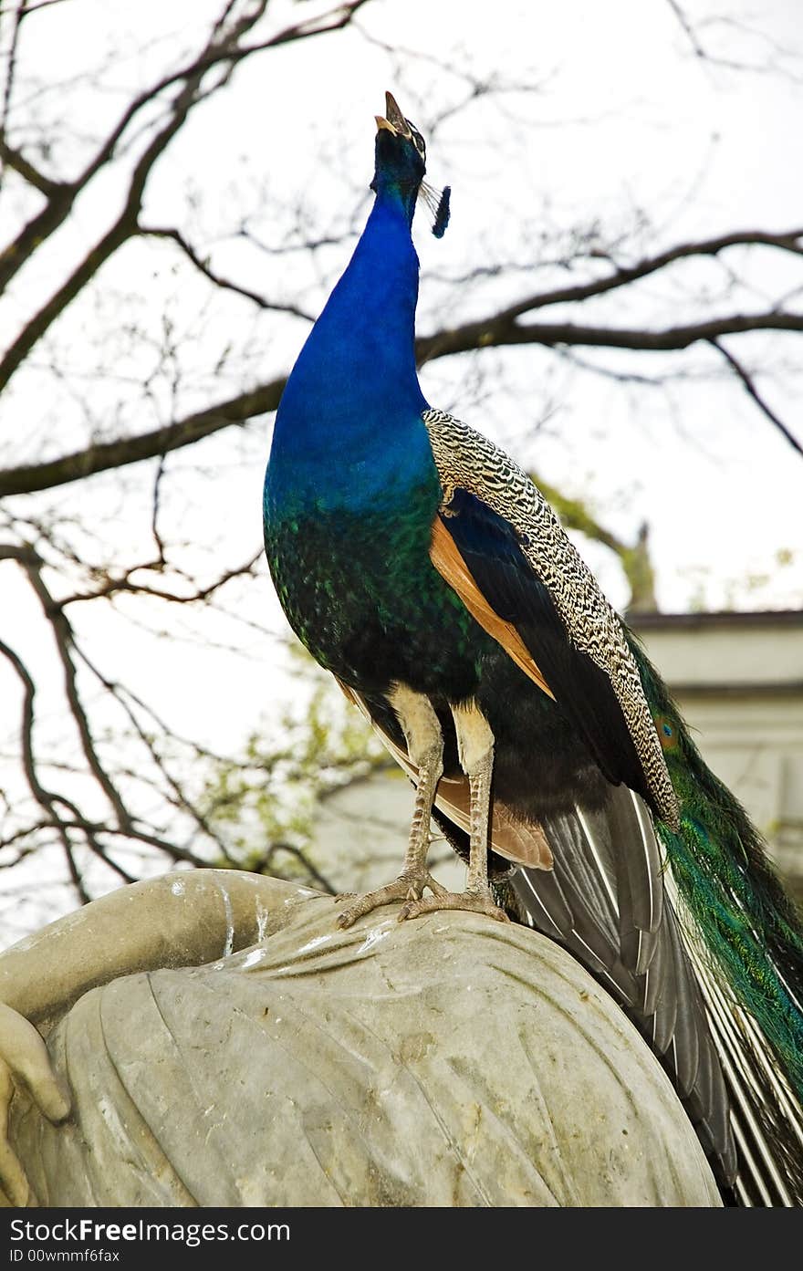 Peacock shouts in Warsaw park