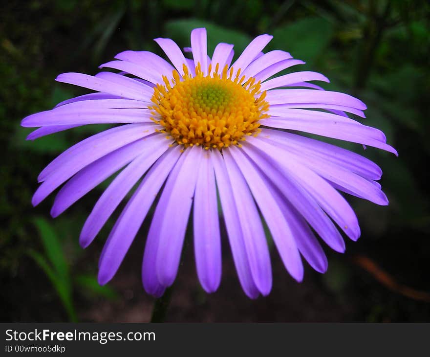 Lilaceous Daisy is blossoming in the summertime