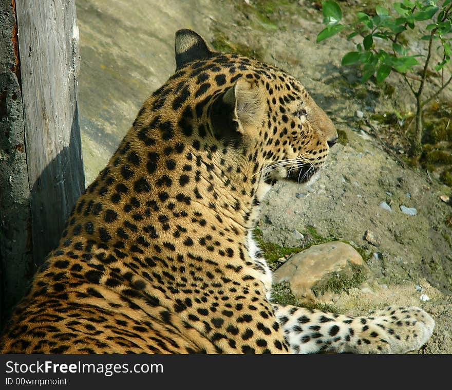 Leopard