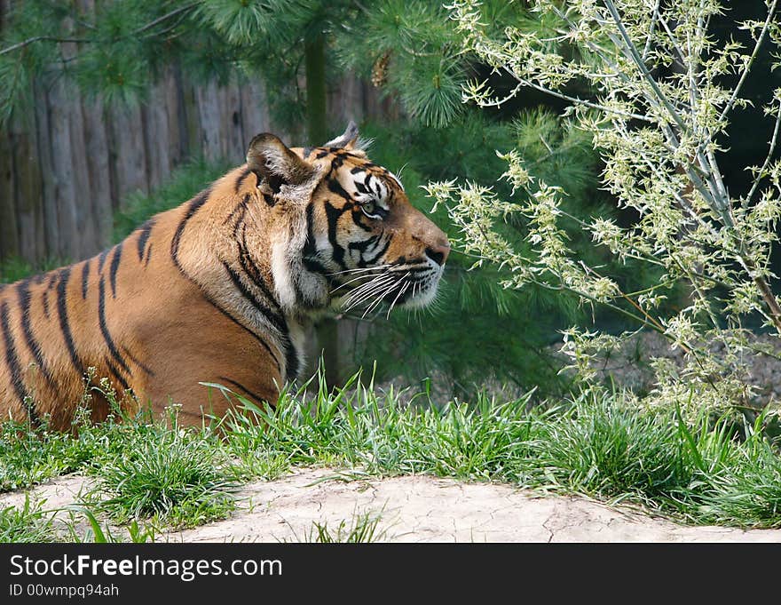 Tiger female in Brno Zoo