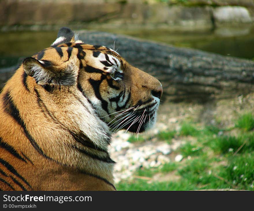 Tiger female in Brno Zoo