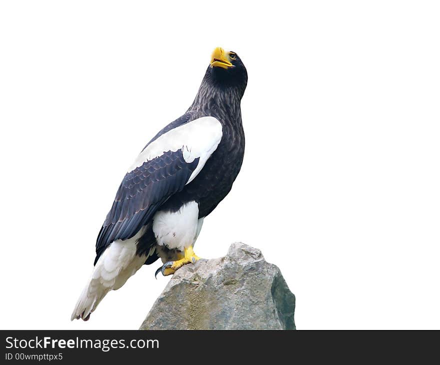 Sea eagle isolated on white background