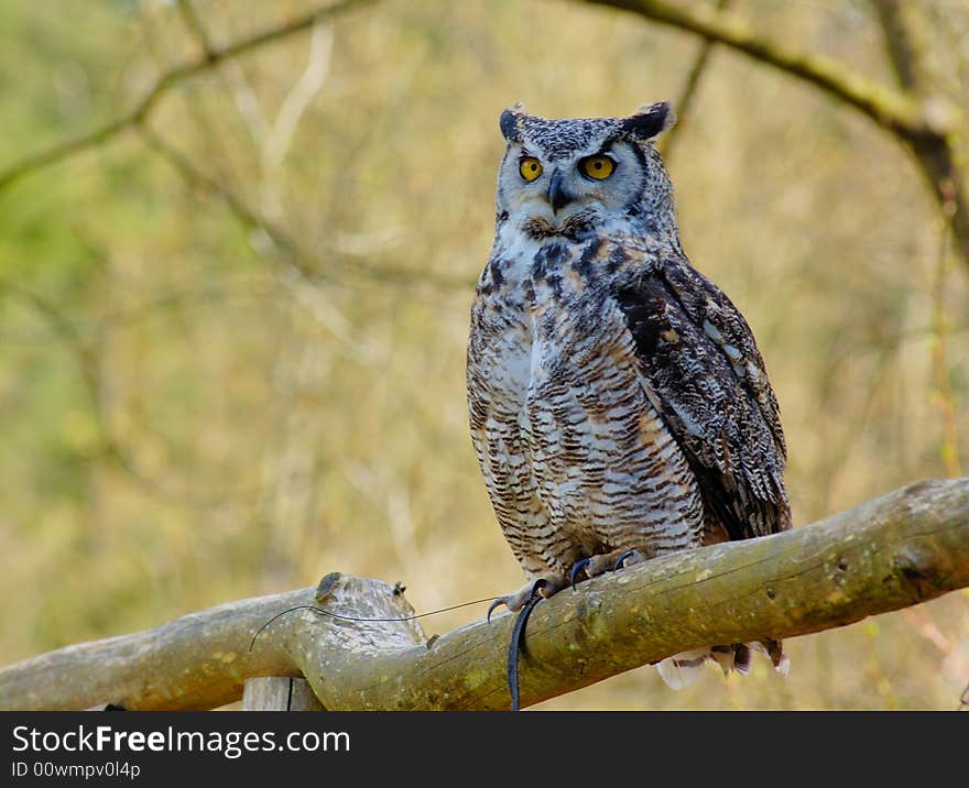 Great Horhed owl