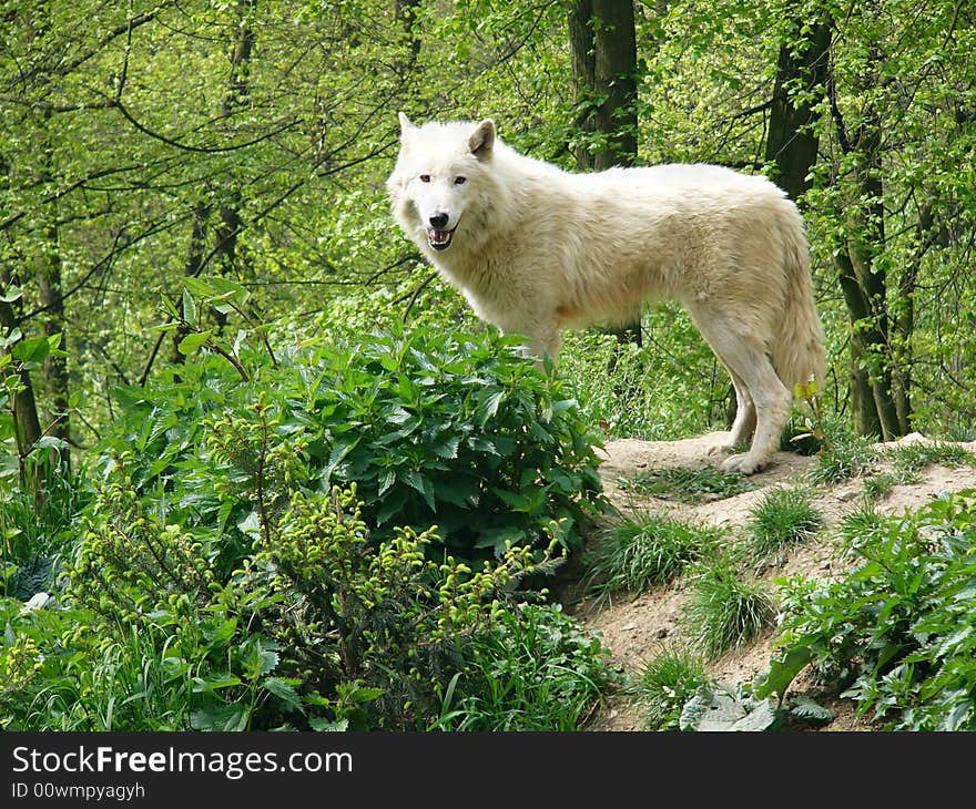 Arctic Wolf