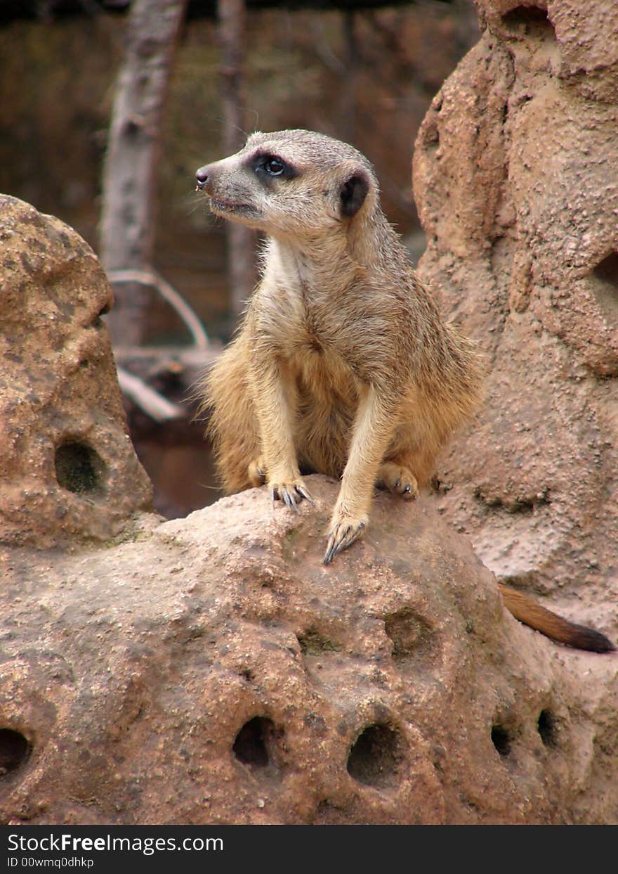 A cute meerkat (Suricata suricatta) in the brno Zoo