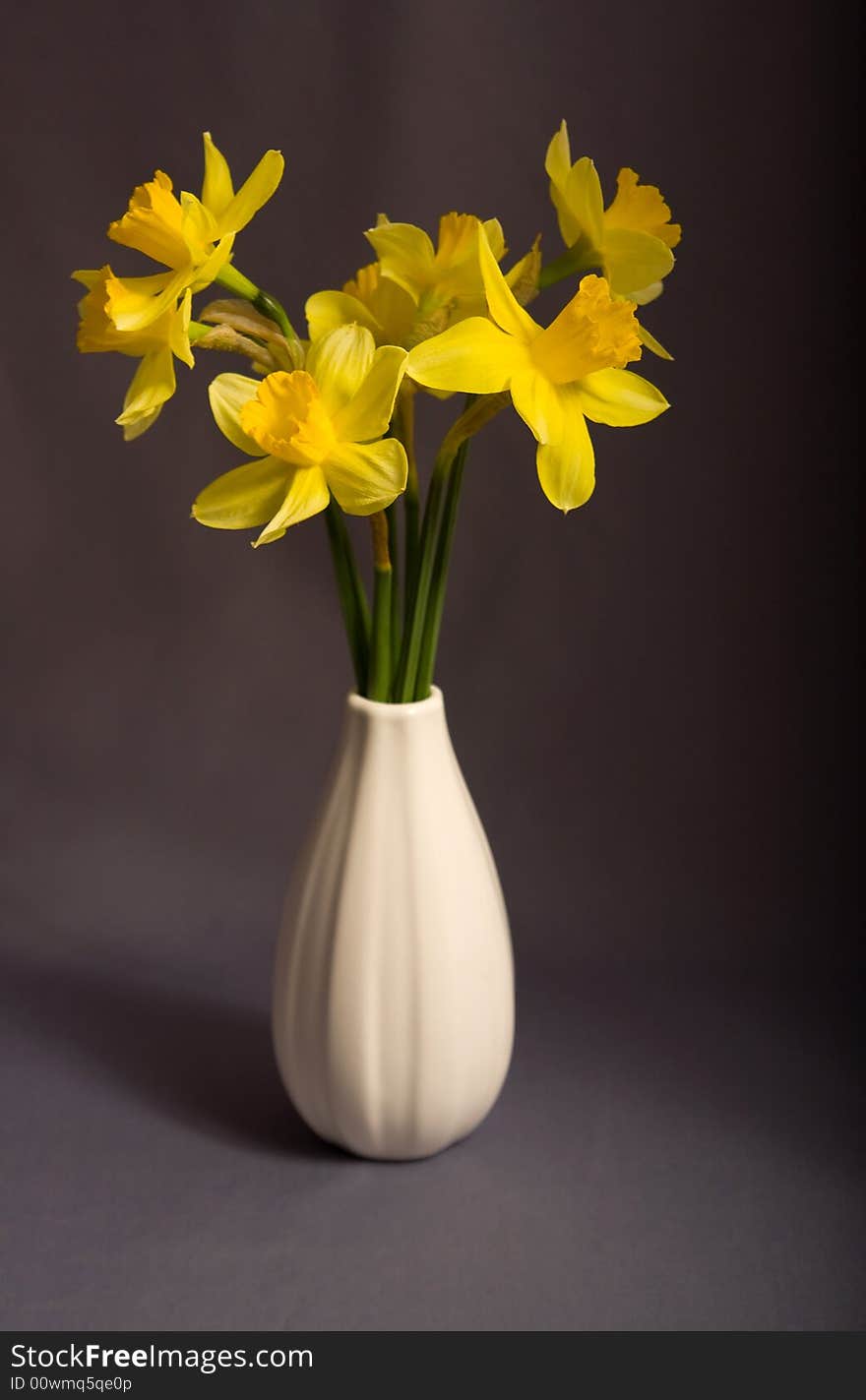 Spring flowers on a grass