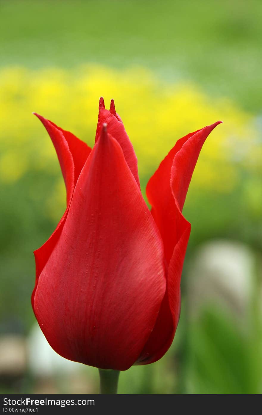 Tulip