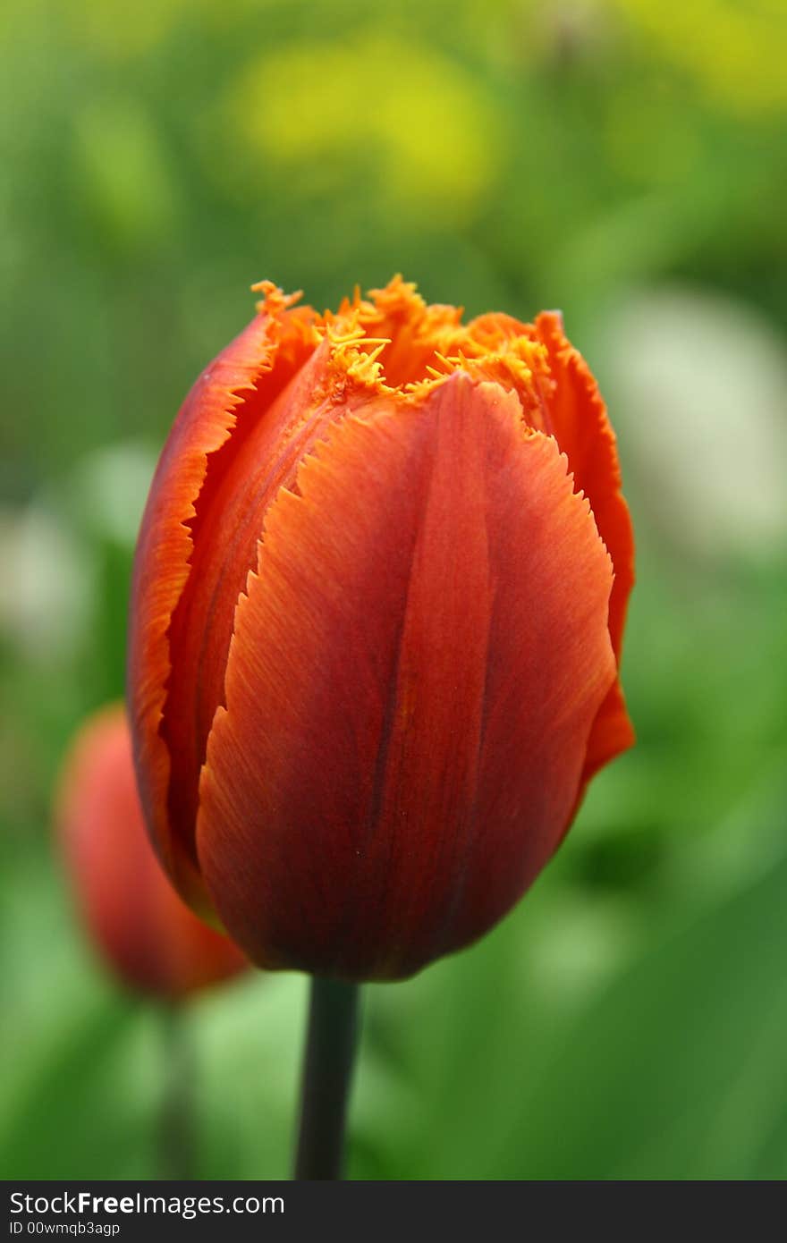 Tulip