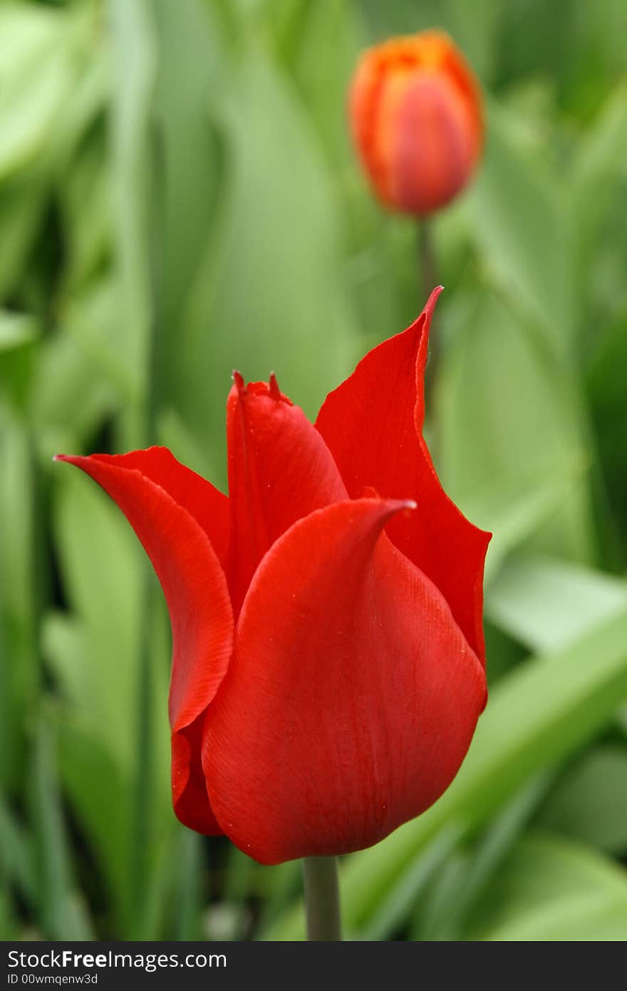 Tulip