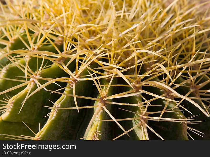 Cactus with thorns, fleshy, green