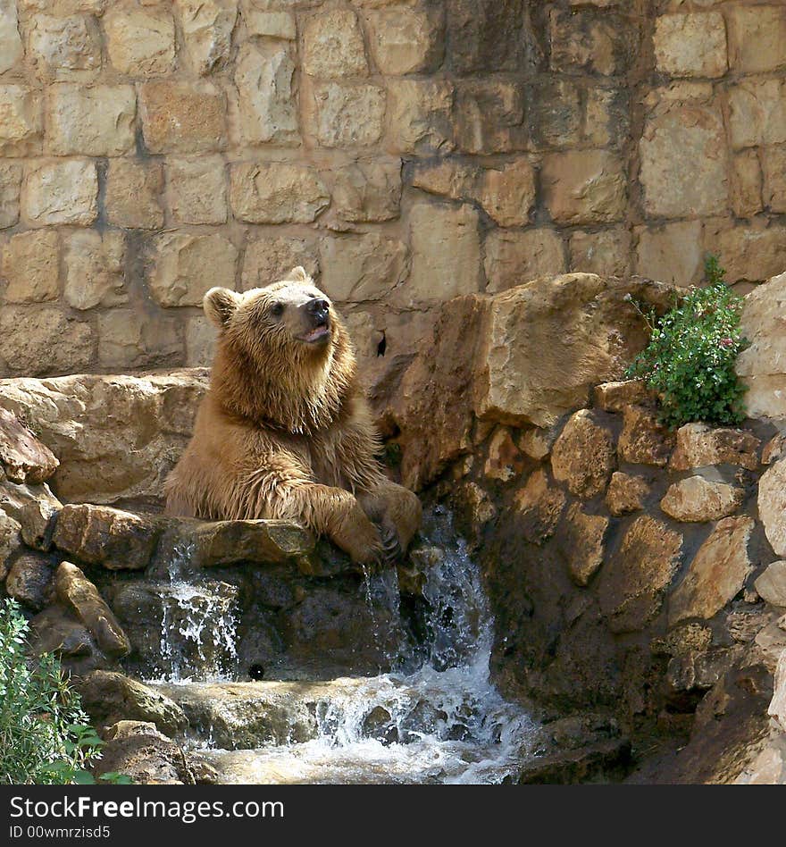 Brown Bear