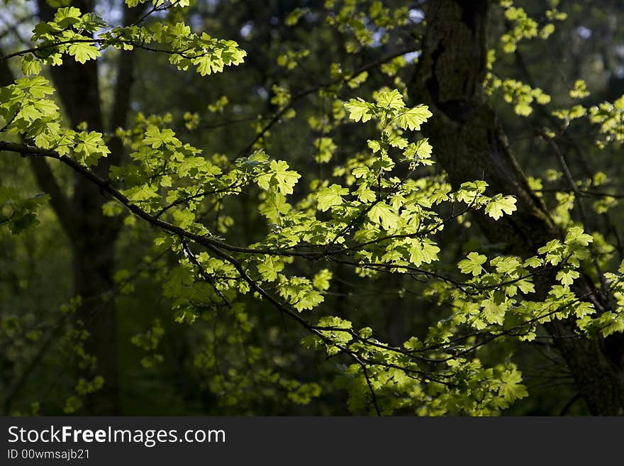 Bright back lit leaves in forest