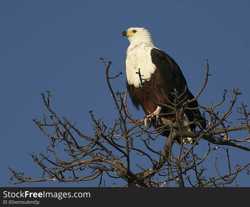 Fish Eagle