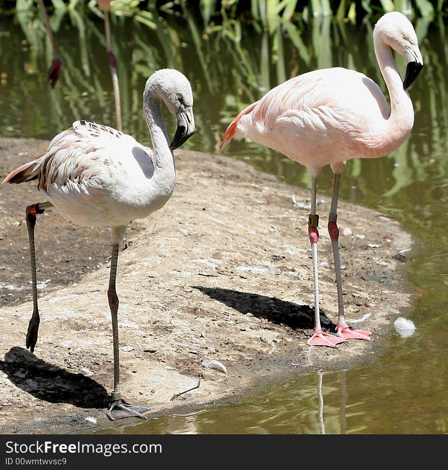 Pink Flamingo