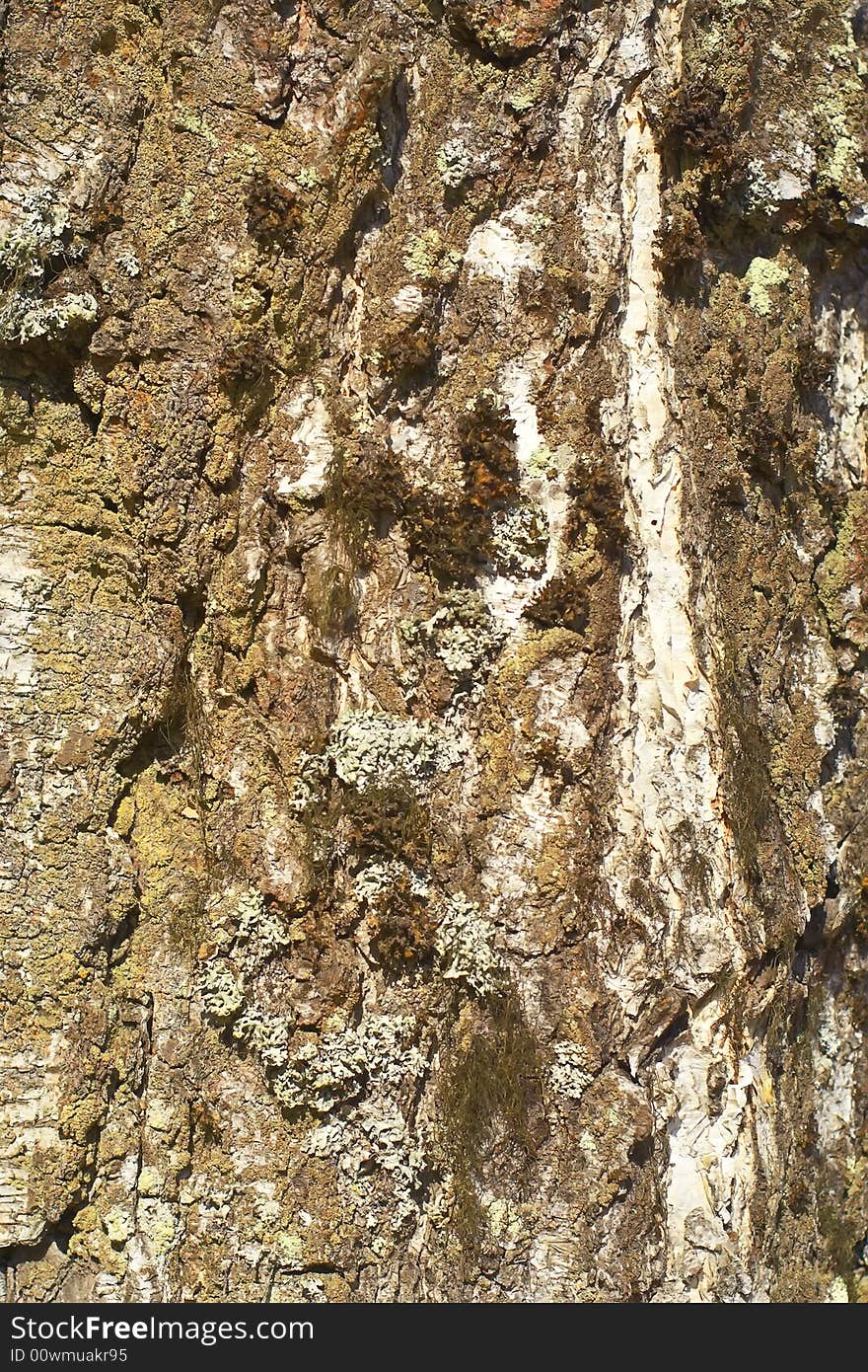 Wood texture .nature  pattern, tree. Wood texture .nature  pattern, tree