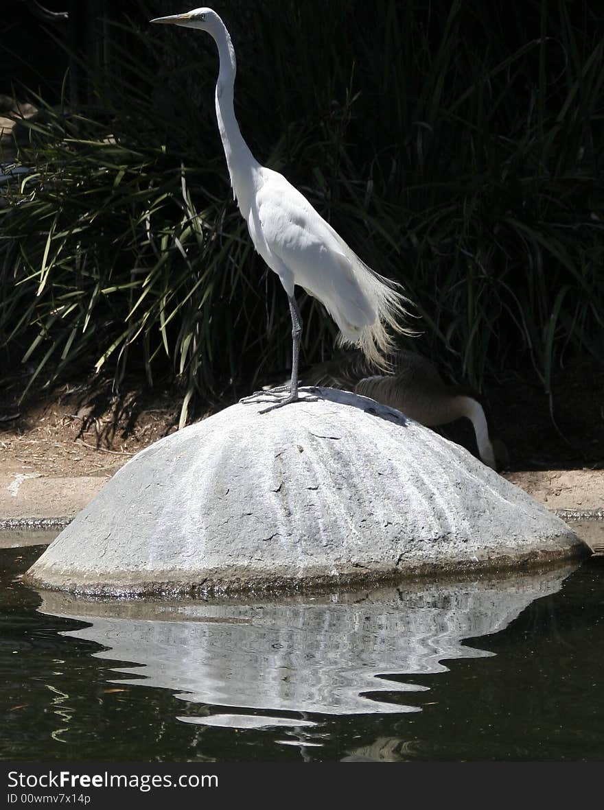 Great Egret