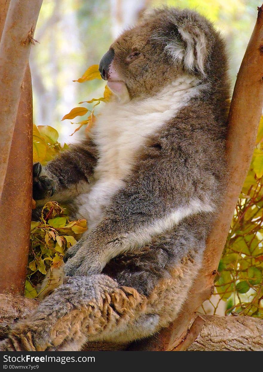 Koala Bear sitting on an eucalyptus tree. Koala Bear sitting on an eucalyptus tree