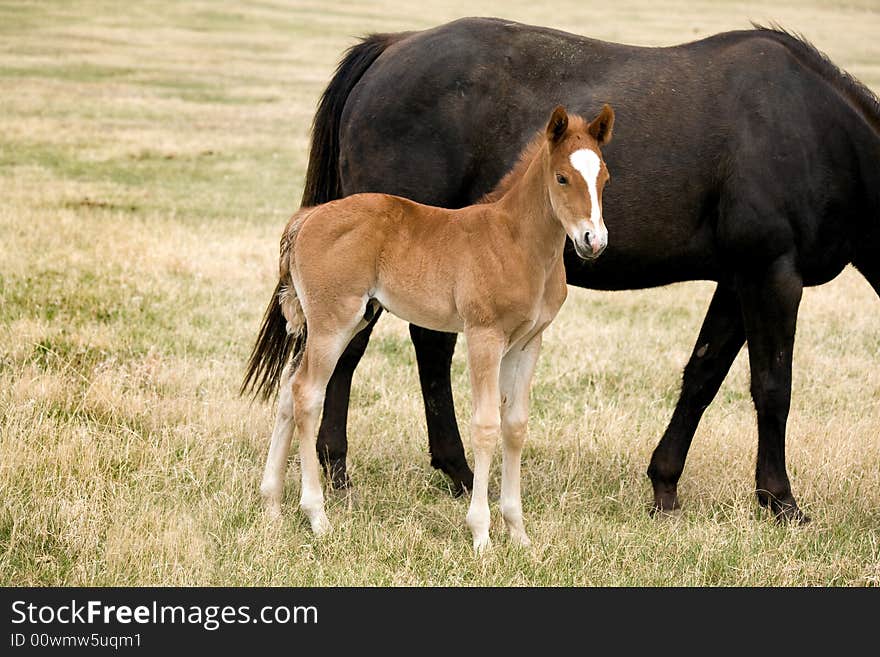 Sorrel quarter horse foal and black mare