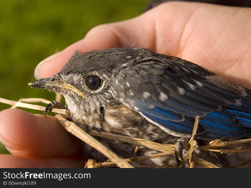 A fledgeling bluebird in the hand