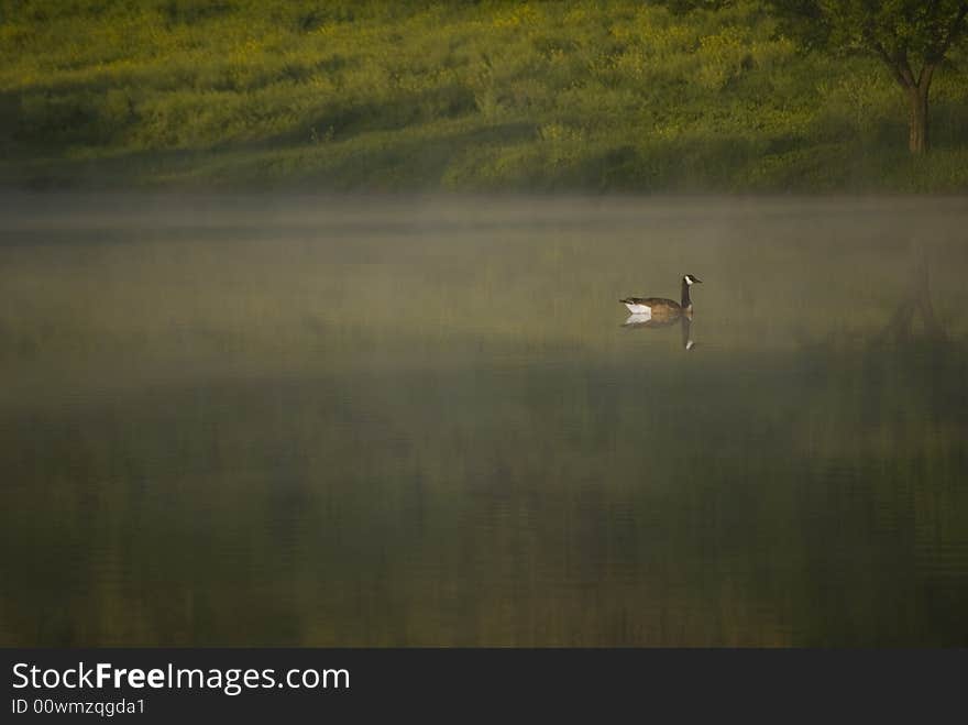 Canadian Goose and fog