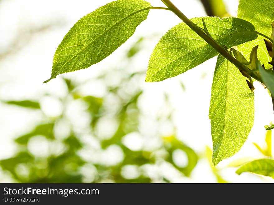 Fresh leaves in forest