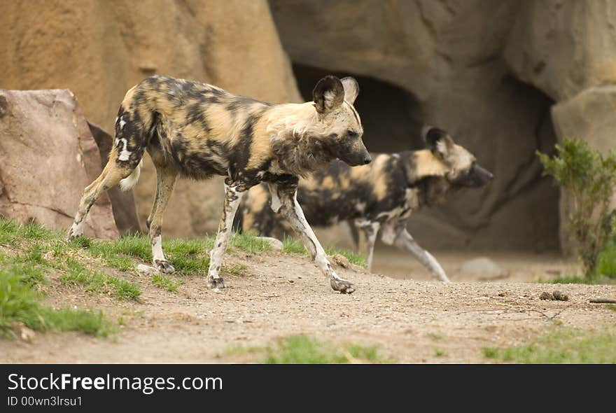 Running African wild dogs