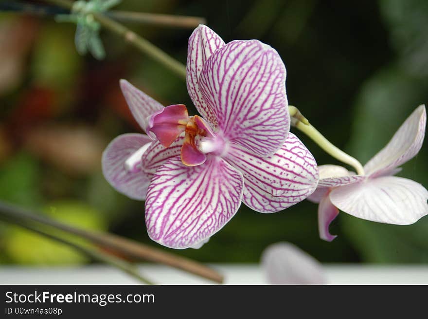 Striped orchids