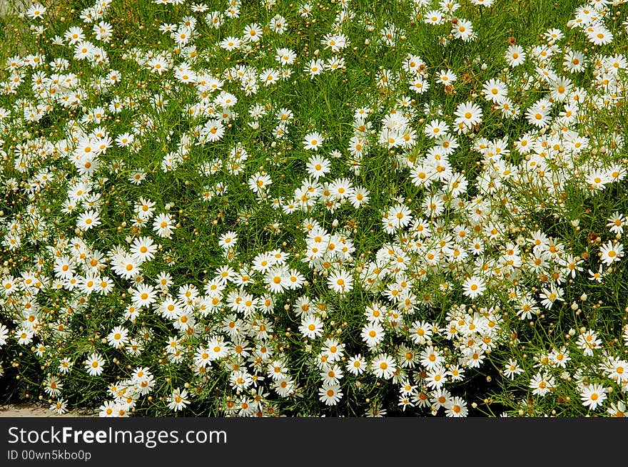 Blooming wight flowerbed in the garden