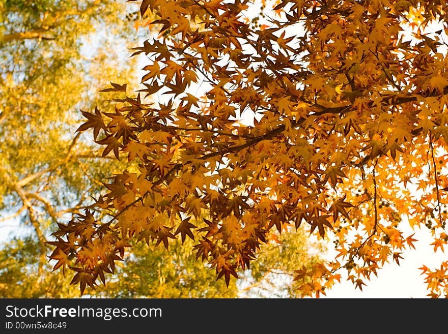 Beautiful autumn leaves backlit with copyspace. Beautiful autumn leaves backlit with copyspace