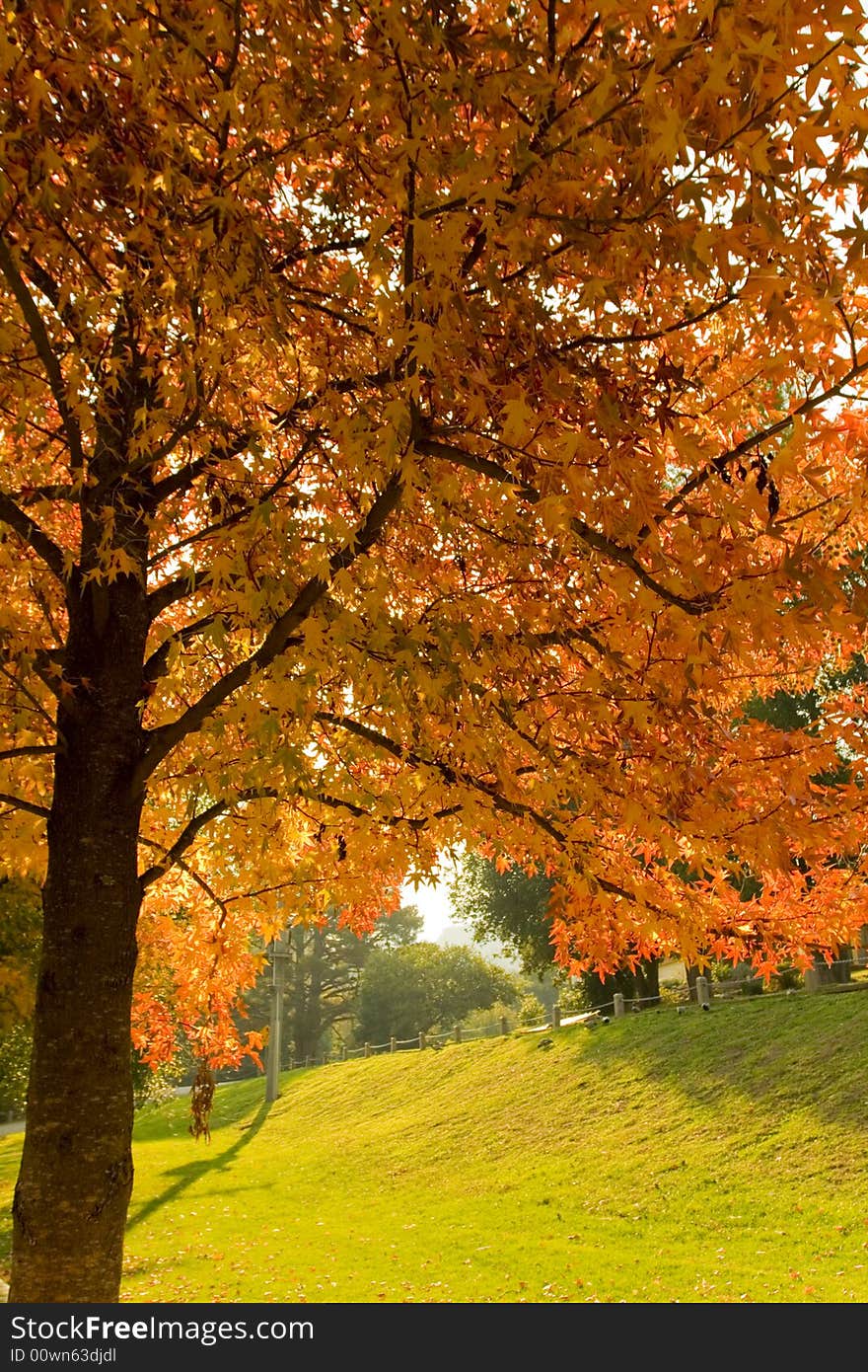 Autumn tree