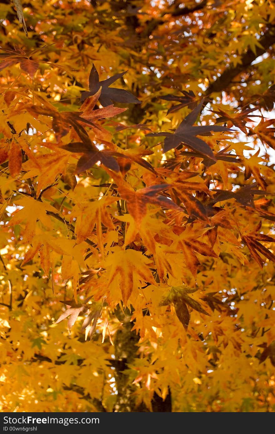 Beautiful autumn leaves backlit with copyspace. Beautiful autumn leaves backlit with copyspace