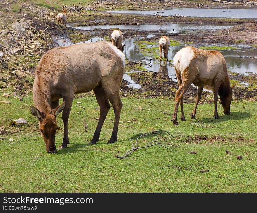 Elk grazing in a marsh land. Elk grazing in a marsh land