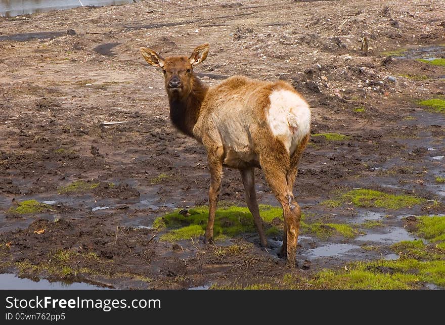 Young elk walking in a marsh