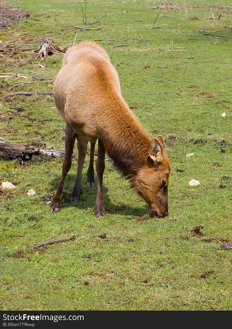 Grazing female elk in green grass. Grazing female elk in green grass