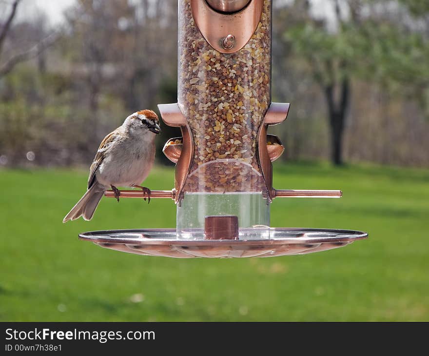 Nuthatch