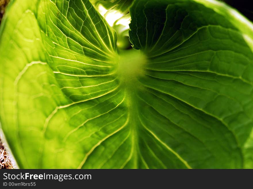 Large Leaf