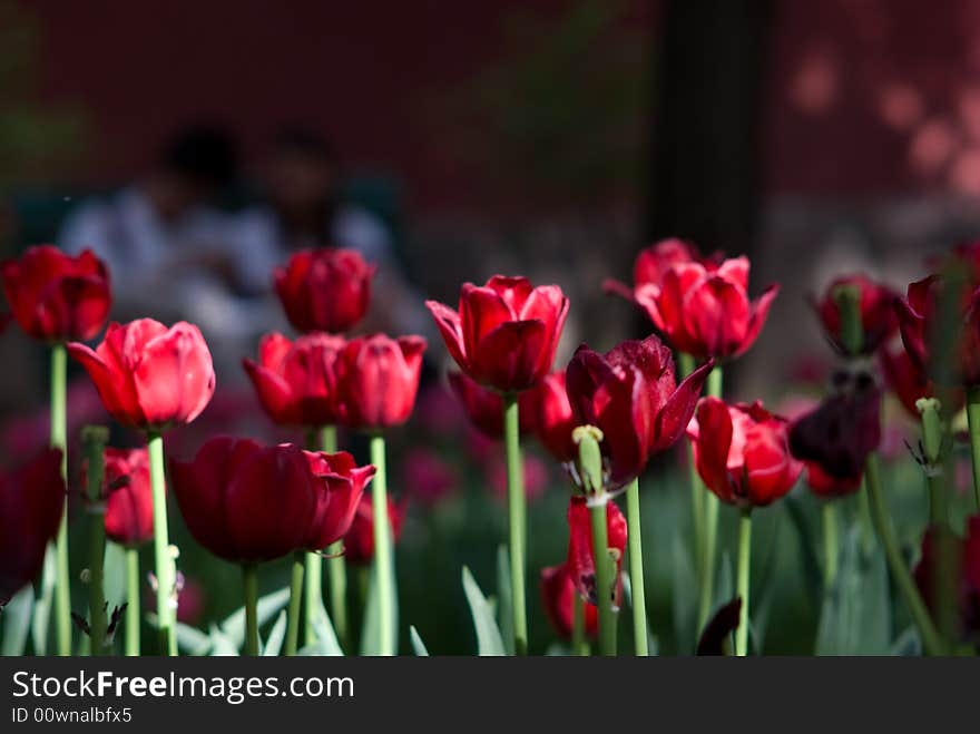 Lovers Behind Tulips