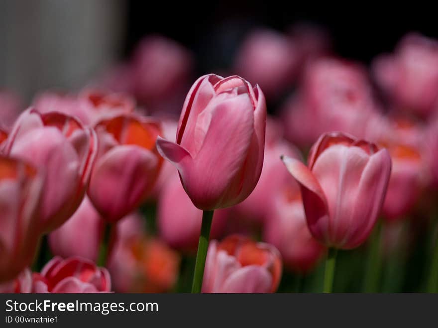 Tulips In Pink