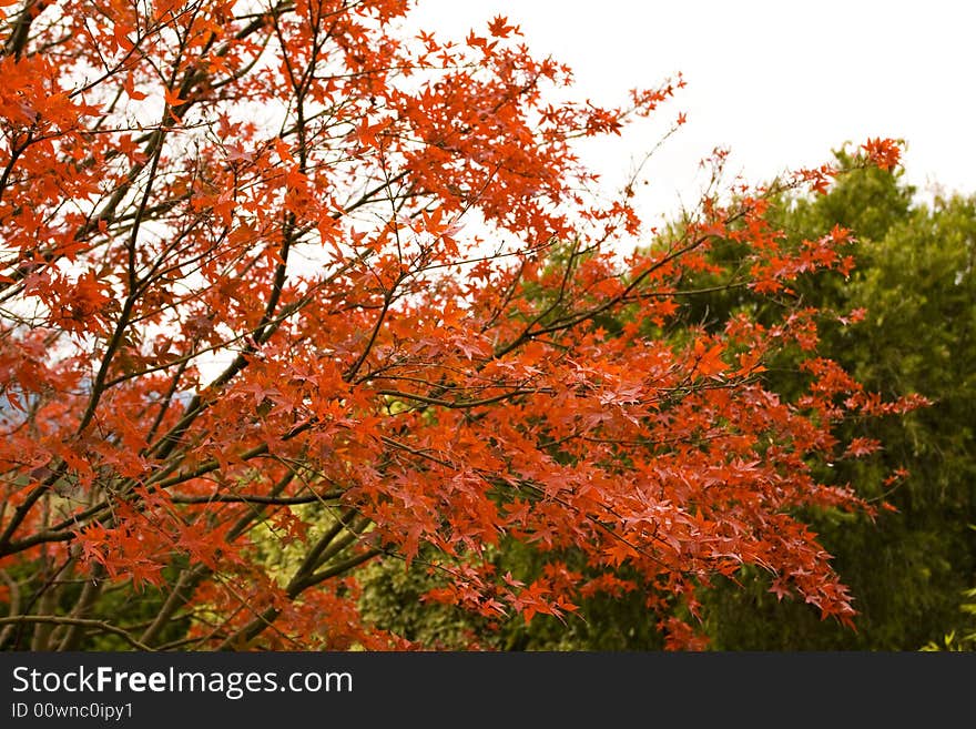 Red maple tree autumn background with space for text