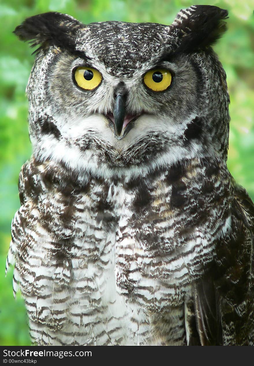 Close-up of a Great Horned Owl looking directly at the camera revealing its big yellow eyes