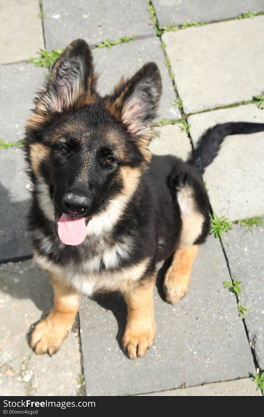 German shepherd puppy