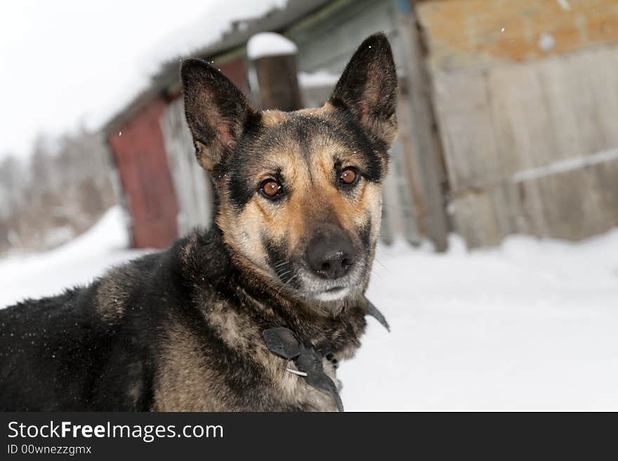 The sheep dog guards country cottage, winter