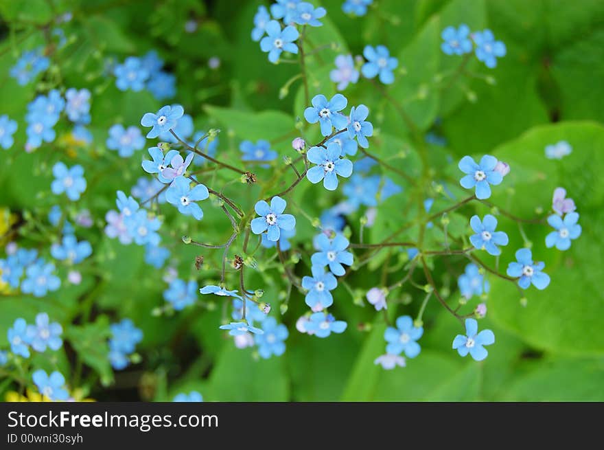 Forget-me-not flowers over green grass