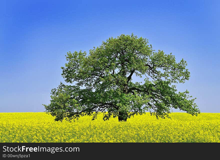 Golden canola field with alone tree, Bulgaria